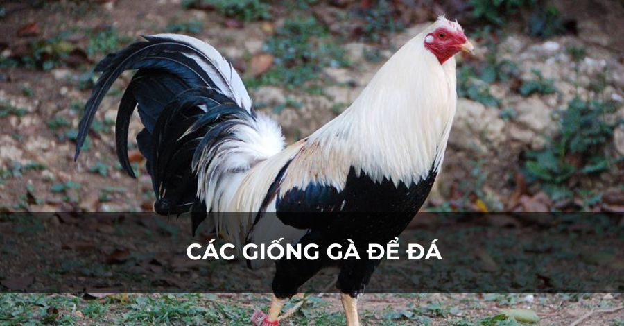 Các giống gà để đá