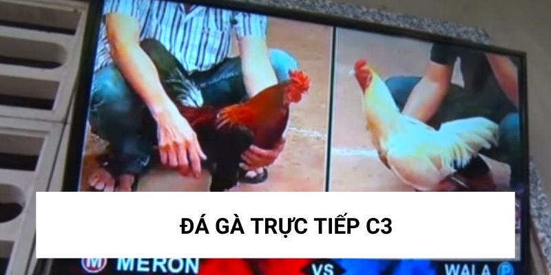 Đá Gà Trực Tiếp Thomo C3